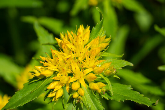 Medicinal plant Golden root, Rhodiola rosea. The fat family. Rhodiola rosea in the form of tea is used to relieve fatigue, overwork, to increase efficiency and endurance.
