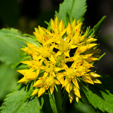 Medicinal plant Golden root, Rhodiola rosea. The fat family. Rhodiola rosea in the form of tea is used to relieve fatigue, overwork, to increase efficiency and endurance.