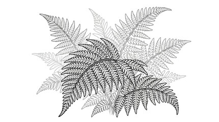 Detailed fern fronds in classic botanical illustration style. © hesti
