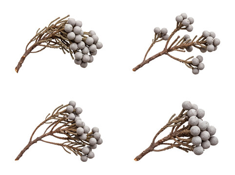 Diverse set of four brunia silverdust flower clusters, highlighting their unique form and earthy tones.