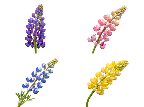 Four diverse lupine flower spikes in purple, pink, blue, and yellow hues, isolated on a transparent background.