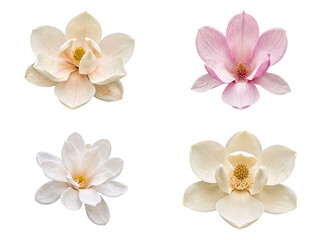 Beautiful collection of realistic magnolia flowers in various delicate shades. © Nicole