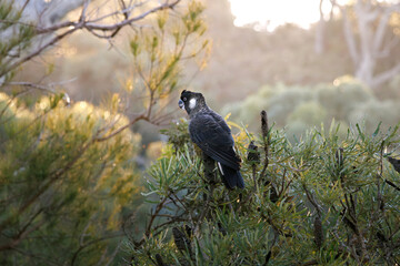 Carnaby's Black Cockatoo perched on a Banksia tree branch in the Western Australian bushland under warm afternoon light © Tove Liv