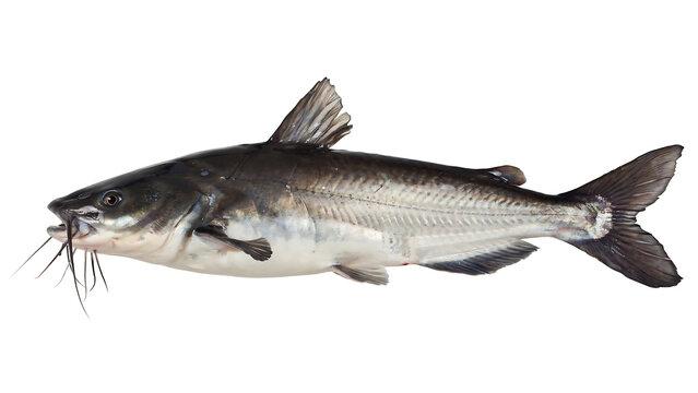 fish on a white background