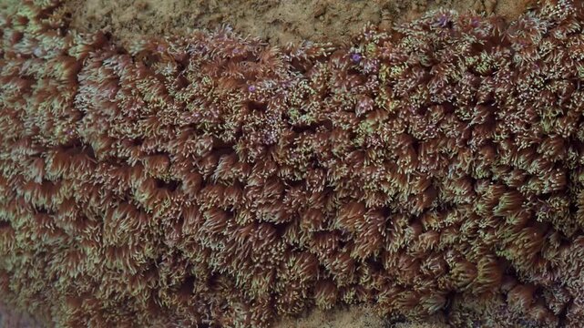 Waving Colonial Polyps Covering Tropical Reef Rock Underwater
