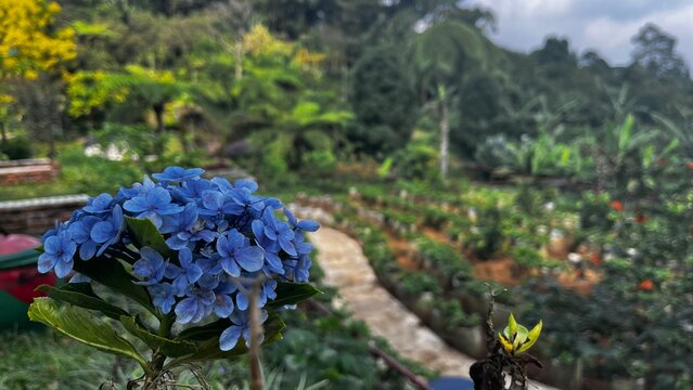 blue Hortensia flowers in the garden