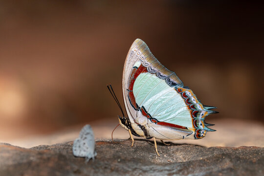 Polyura jalysus or The Indian Yellow Nawab while sucking up mineral salt and water on rocks from Pang Sida National Park, Sa Kaeo Province, Thailand.
