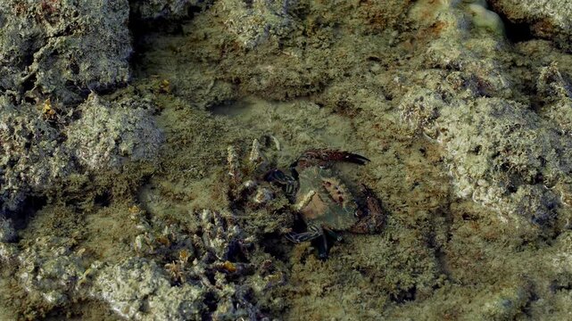 Intertidal Shore Crab Feeding Among Rocks at Low Tide