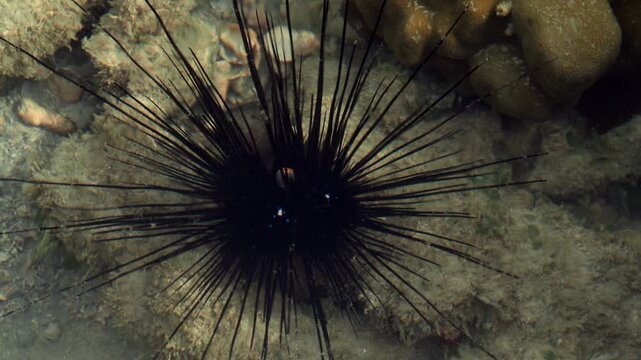 Tropical reef echinoderm with extended defensive spines underwater
