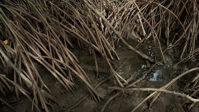 Dense network of exposed coastal tree root system at low tide