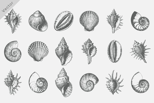 Conch Shell, Spider Conch, Cowrie Shell, Scallop Shell, Murex Shell, Helmet Shell set in Vintage engraving style vector illustration. Beach shell vector graphic for coastal design, summer print