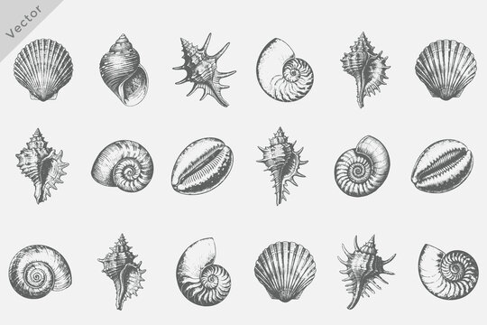 Seashell set in Vintage engraving style vector illustration. shell and starfish in outline style. Beach shell vector graphic for coastal design, summer print and ocean art. Conch, Spider, Conch, Cowr