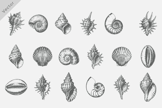 Seashell set in Vintage engraving style vector illustration. shell and starfish in outline style. Beach shell vector graphic for coastal design, summer print and ocean art. Conch, Spider, Conch, Cowr