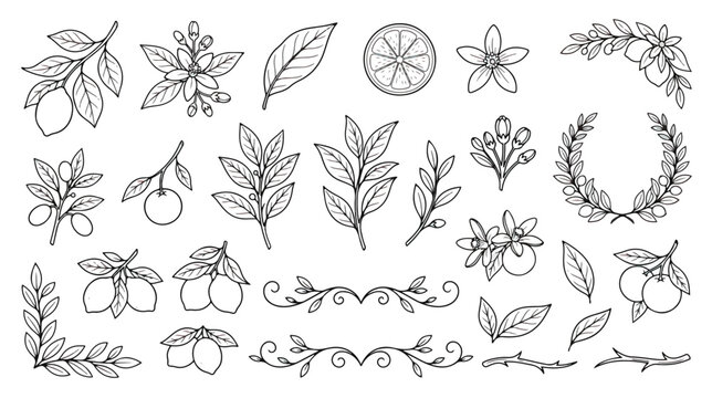 Hand drawn citrus botanical line art set, 24 lemon and orange fruit branch vector icons, minimalist floral wedding invitation elements
