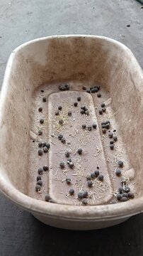Okra Seeds Ready to Plant