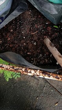 Okra Seeds Ready to Plant