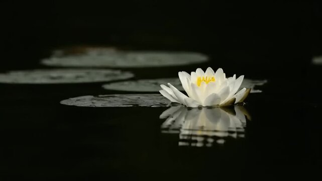 Serene white water lily on pond.