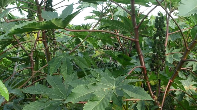 Harvesting Caster Oil Nuts