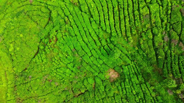 Aerial top-down spiral ascend shot of a lush green tea plantation showing unique maze patterns resembling a natural fingerprint, Indonesia
