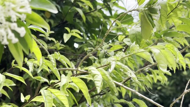 Cestrum diurnum  is a king of the day, Day Cestrum, Day-blooming Jessamine, Din ka Raja. Fragrant in the daytime.