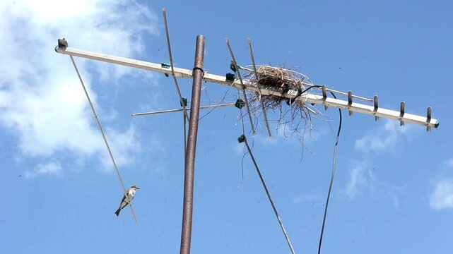 Looking Up At Nightingales Entering And Exiting A Nest