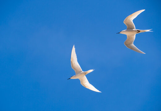 White tern flying over the blue sky at Ly Son Island, Vietnam