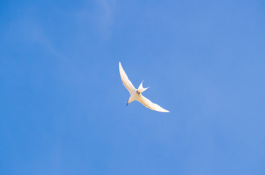 White tern flying over the blue sky at Ly Son Island, Vietnam