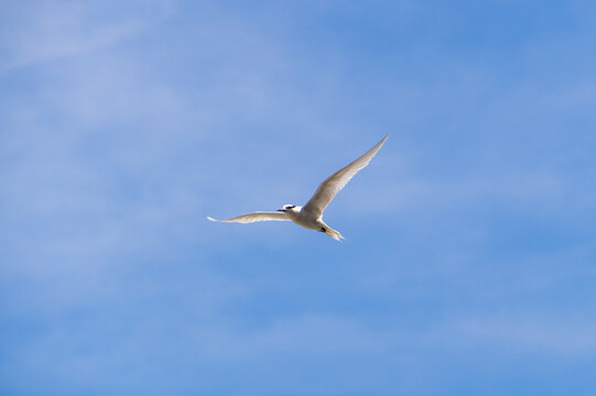 White tern flying over the blue sky at Ly Son Island, Vietnam
