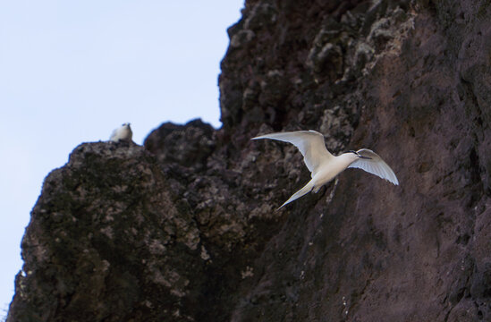 White tern flying over the blue sky at Ly Son Island, Vietnam
