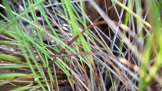 Macro footage of native wiregrass swaying gently in a longleaf pine forest. Fine textures and natural movement showcase this iconic species of the southeastern coastal ecosystem.