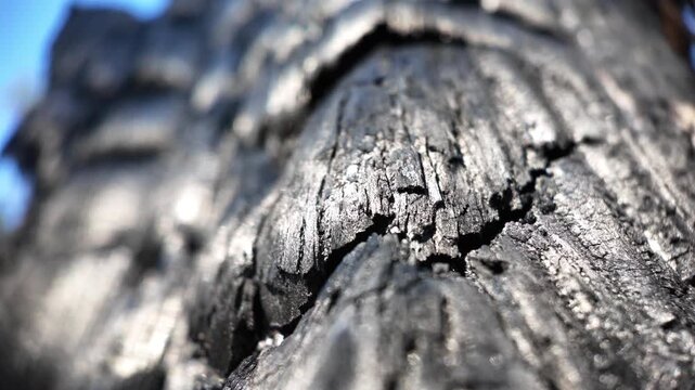 Macro footage highlighting the intricate texture of longleaf pine needles and forest debris, revealing the subtle beauty of a thriving woodland habitat.