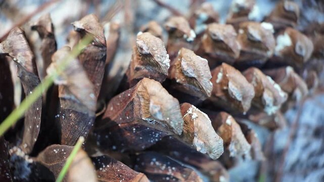 Detailed macro footage of a longleaf pine cone resting on the forest floor. Rich textures and natural light highlight this iconic feature of the longleaf pine ecosystem in the southeastern United Stat