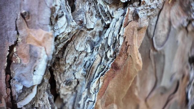 Detailed macro footage of longleaf pine needles showcasing rich natural textures and the beauty of one of the Southeast&rsquo;s most iconic forest ecosystems.