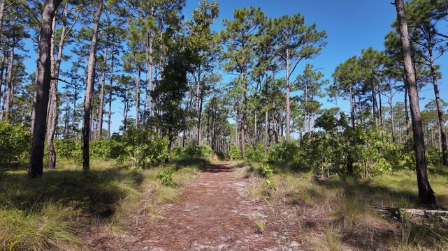 POV walking through a longleaf pine forest with sunlight filtering through towering trees. Perfect for nature films, conservation stories, documentaries, and outdoor productions.