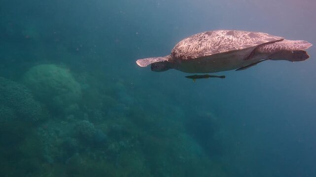 A lone green sea turtle (Chelonia mydas) with two remora (Echeneidae) attached to its belly diving towards the blue deep water, showcasing a symbiotic relationship between species. Dauin, Philippines