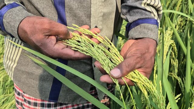 Farmer Hands Checking Rice Panicles Readiness Before Harvest Bangladesh