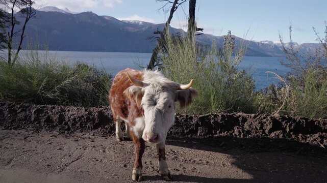 Cow standing beside Lake Traful shoreline in Villa Traful Neuquen Argentina, fuzzy long hair
