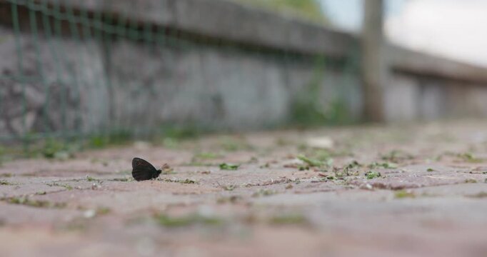 Small Black Butterfly Perched On An Old Brickstone Ground Surface. Selective Focus Shot