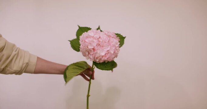 Flower hydrangea. Spring plant. Florist female hand holding pink hortensia with lush green leaves presenting fresh seasonal bloom.