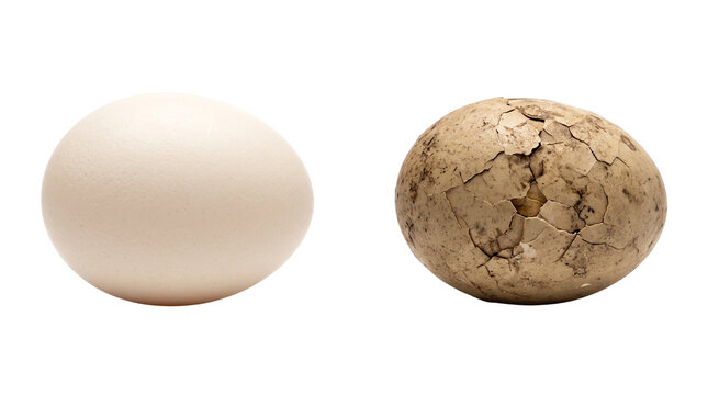 Natural white egg and ancient fossilized egg, prehistoric dinosaur egg comparison, organic smooth and rough textured egg shells isolated PNG with Transparent Background