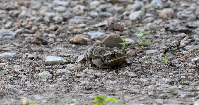 Static video of a Gulf Coast Toad Incilius valliceps. The toad is crouched down in gravel.