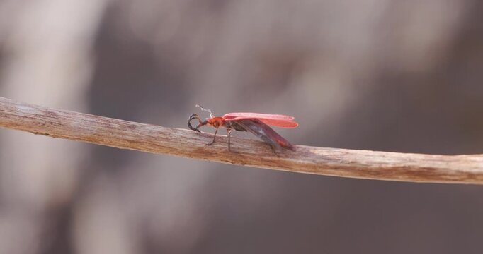 Red Net wing Beetle walking up a stick; slow motion summer morning macro sequence