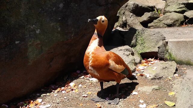 Ruddy shelduck standing in sunny outdoor zoo enclosure in Izu, Japan, with orange feathers, rocky background and natural daylight. Portrait of waterfowl bird close up.