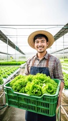Obraz premium Happy Farmer Holding Fresh Lettuce smiling farmer wearing a straw hat and apron proudly holds a crate brimming with fresh, vibrant green lettuce inside a modern greenhouse.