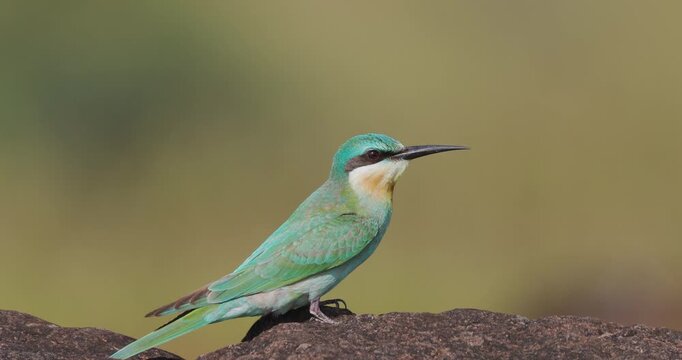 Alert Blue-cheeked Bee-eater on a boulder; Bird in winter migrant ambush stance.