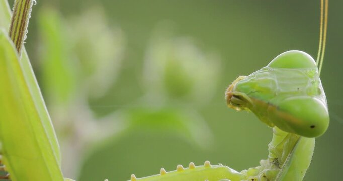 Intricate Giant green mantis face mimicking an alien lifeform; detailed morning anatomy swaying in wind