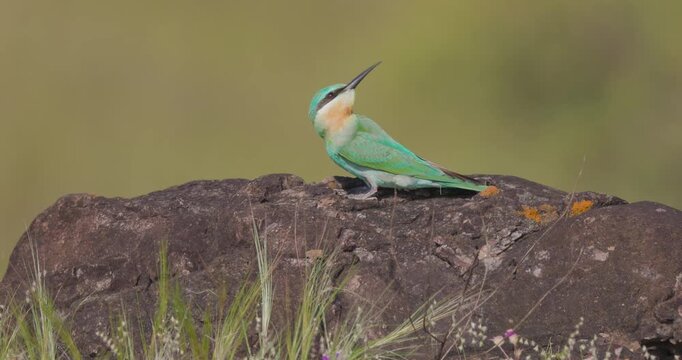 Blue-cheeked Bee-eater on a rock; slow motion winter migrant tracking insects , green bird morning