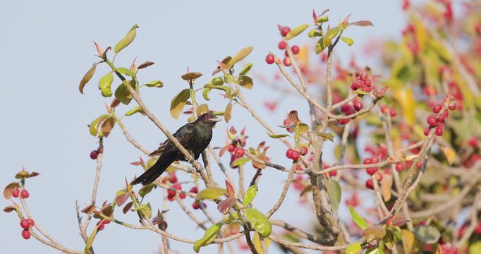 Male Asian Koel bird on fruit-laden fig branch takes a sudden dive; slow motion winter morning