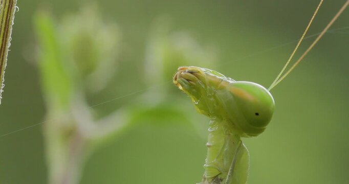 Alien-like Green Praying Mantis headshot; slow motion macro of moving compound eyes