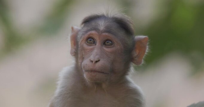 Bonnet Macaque monkey face shot looking around before exit; slow motion morning forest expressive portrait